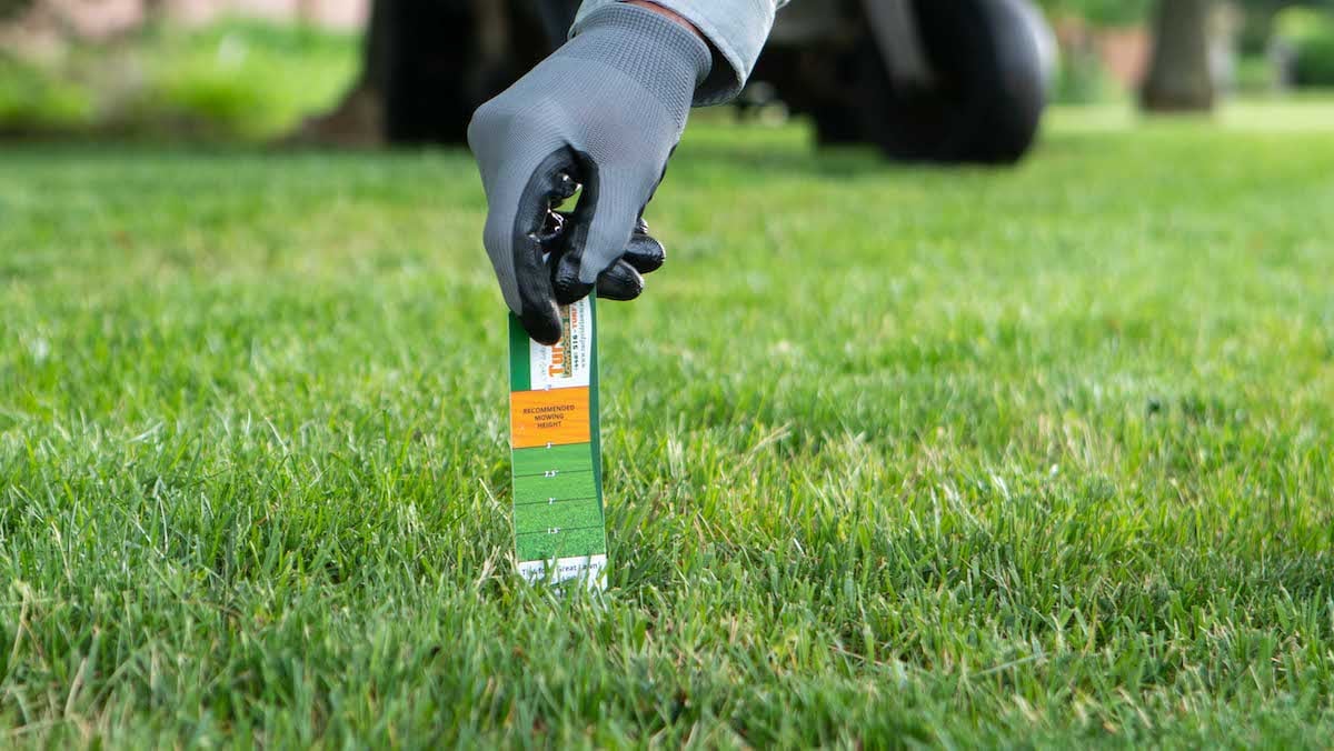 3 Best Grass Types for My Northeast Ohio Property